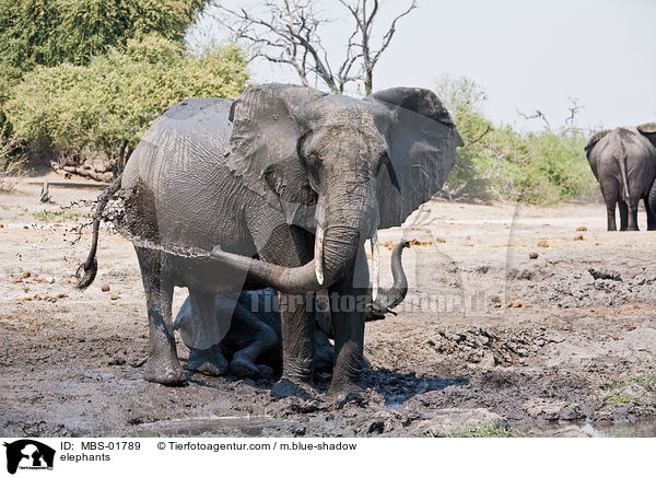 Elefanten / elephants / MBS-01789