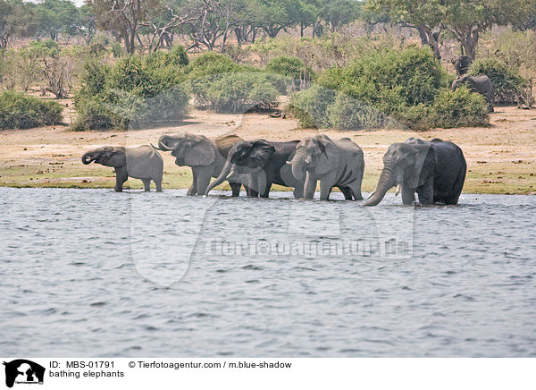 badende Elefanten / bathing elephants / MBS-01791
