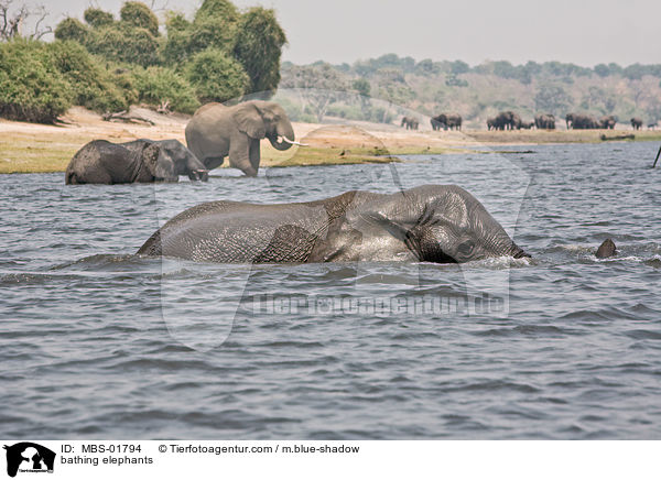 badende Elefanten / bathing elephants / MBS-01794