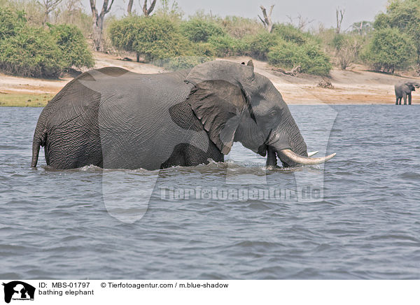 badender Elefant / bathing elephant / MBS-01797