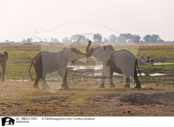 Elefanten / elephants / MBS-01803