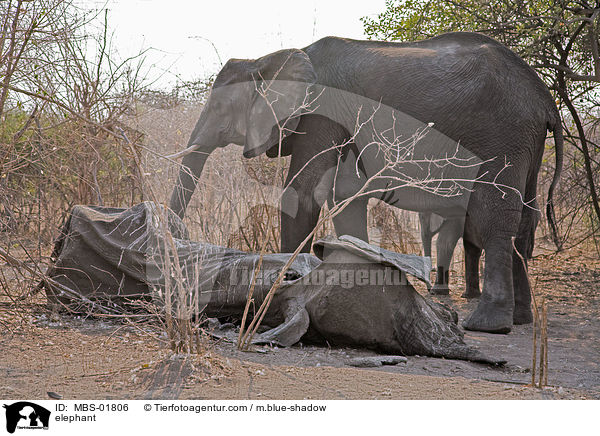 Elefant / elephant / MBS-01806