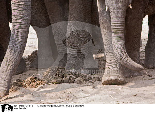 Elefanten / elephants / MBS-01813