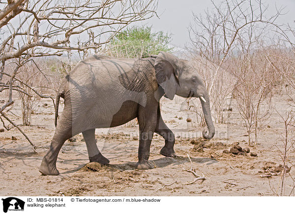 laufender Elefant / walking elephant / MBS-01814