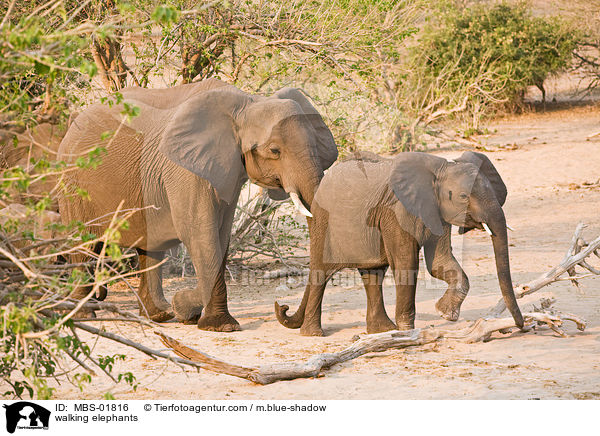 laufende Elefanten / walking elephants / MBS-01816