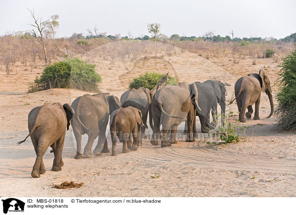 laufende Elefanten / walking elephants / MBS-01818