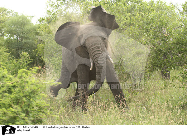 Elefant / elephant / MK-02846