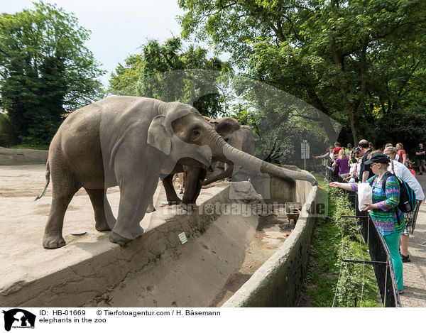 Elefanten im Zoo / elephants in the zoo / HB-01669