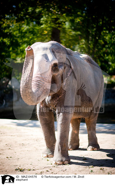 Elefant / elephant / MAZ-04576