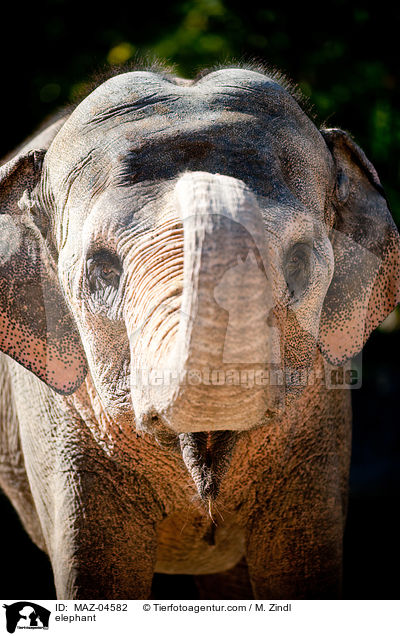 elephant / MAZ-04582