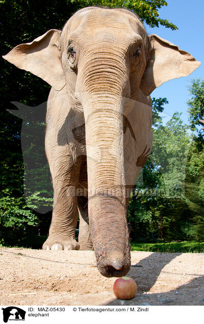 elephant / MAZ-05430