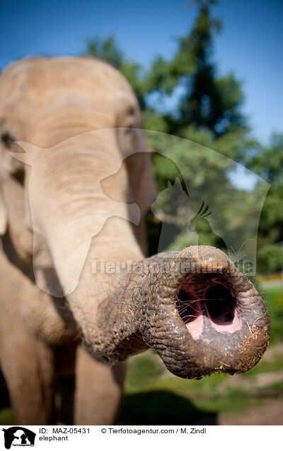 Elefant / elephant / MAZ-05431