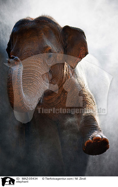 Elefant / elephant / MAZ-05434