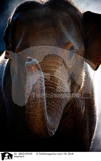 Elefant / elephant / MAZ-05435