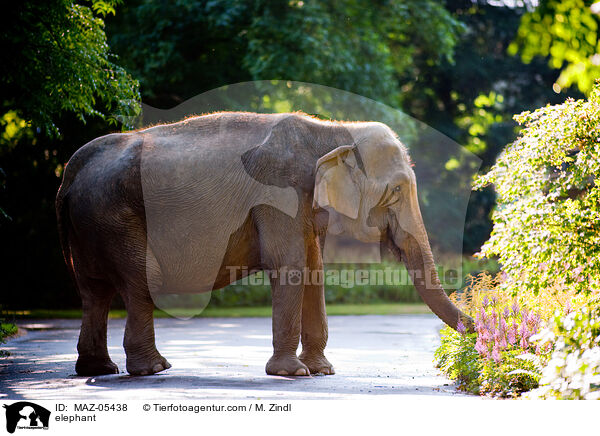 elephant / MAZ-05438