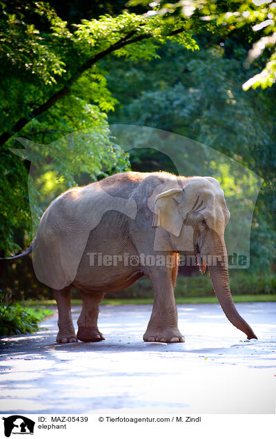 elephant / MAZ-05439