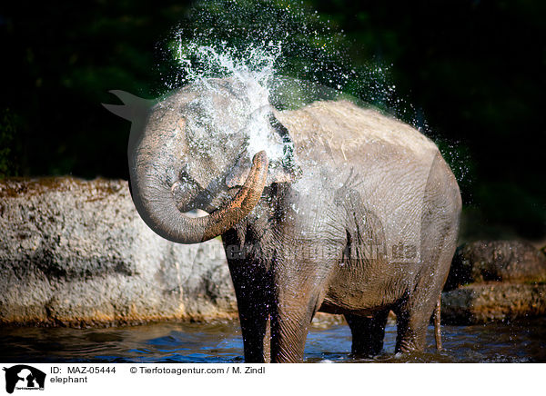 elephant / MAZ-05444