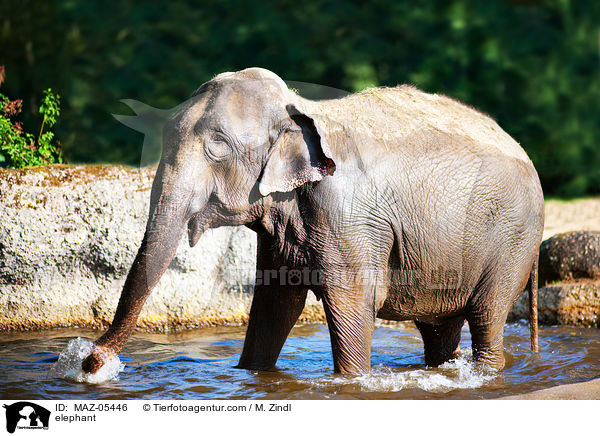 Elefant / elephant / MAZ-05446