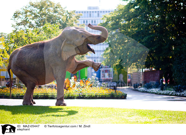 Elefant / elephant / MAZ-05447