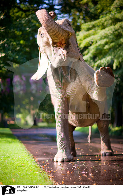 elephant / MAZ-05448