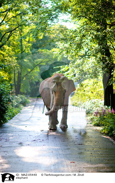 Elefant / elephant / MAZ-05449