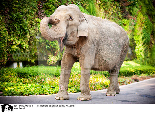 elephant / MAZ-05451