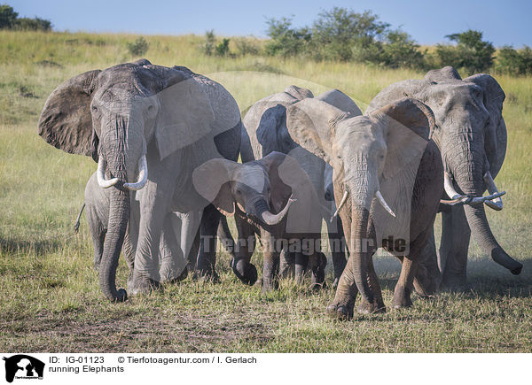 rennende Elefanten / running Elephants / IG-01123