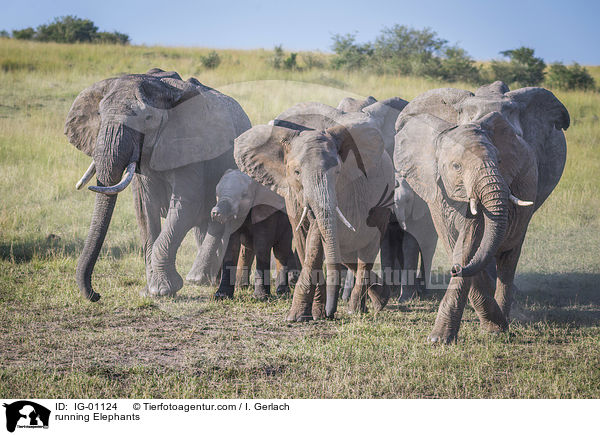 rennende Elefanten / running Elephants / IG-01124