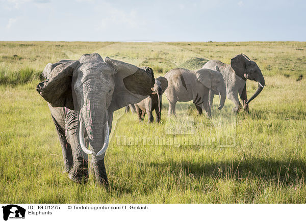 Elefanten / Elephants / IG-01275