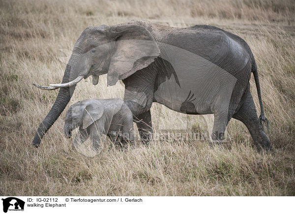 walking Elephant / IG-02112