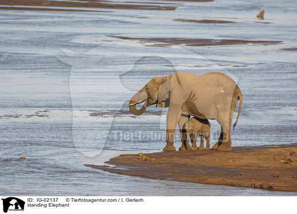 standing Elephant / IG-02137
