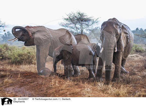 Elefanten / Elephants / IG-02807