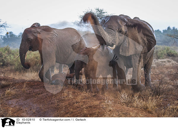 Elephants / IG-02810