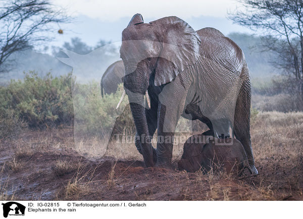 Elephants in the rain / IG-02815