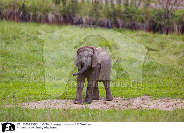 4 Monate alter Baby Elefant / 4 months old baby elephant / PW-11303