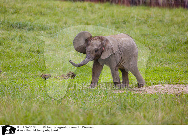 4 Monate alter Baby Elefant / 4 months old baby elephant / PW-11305