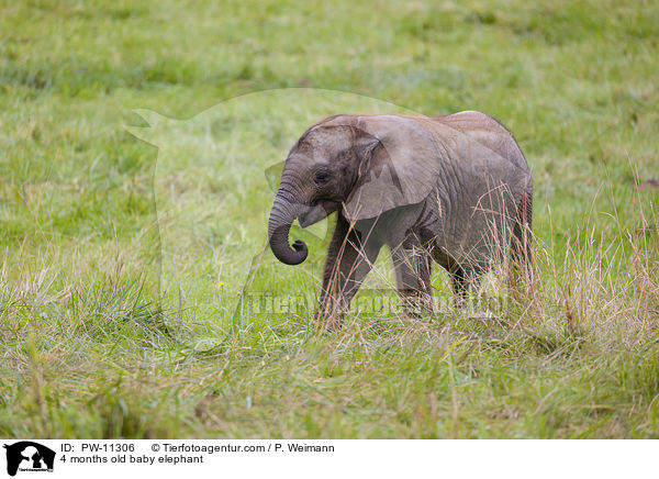 4 months old baby elephant / PW-11306
