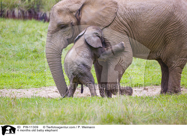 4 months old baby elephant / PW-11309