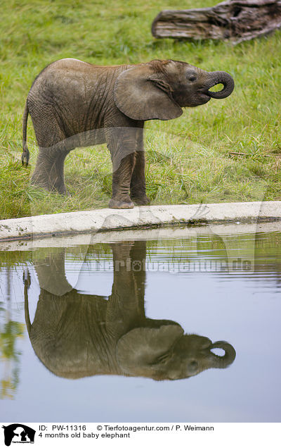 4 Monate alter Baby Elefant / 4 months old baby elephant / PW-11316