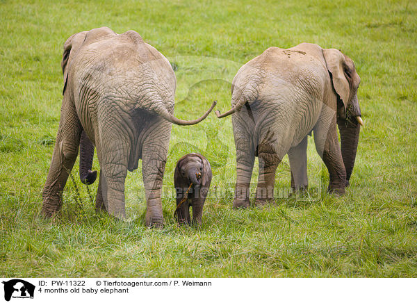 4 months old baby elephant / PW-11322