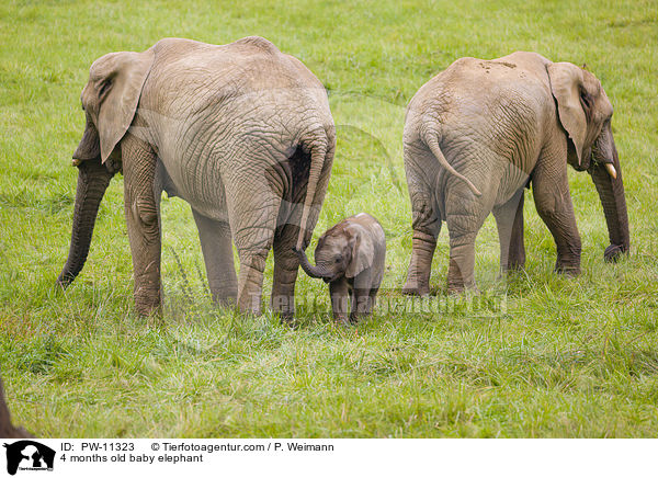 4 Monate alter Baby Elefant / 4 months old baby elephant / PW-11323
