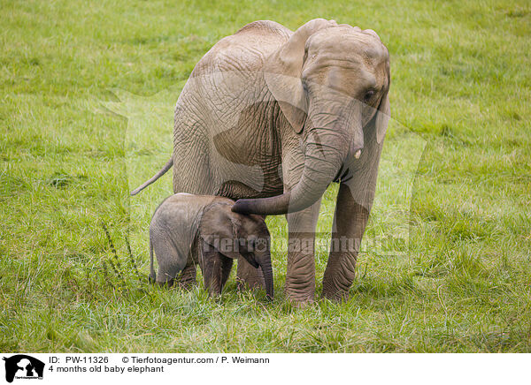 4 Monate alter Baby Elefant / 4 months old baby elephant / PW-11326