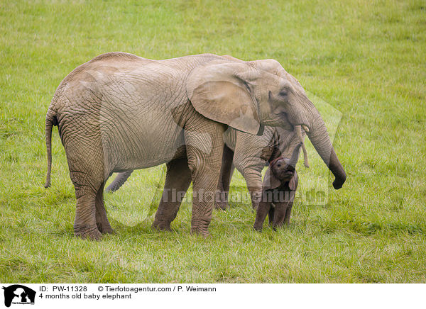 4 Monate alter Baby Elefant / 4 months old baby elephant / PW-11328