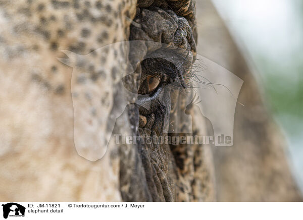 Elefant Detail / elephant detail / JM-11821