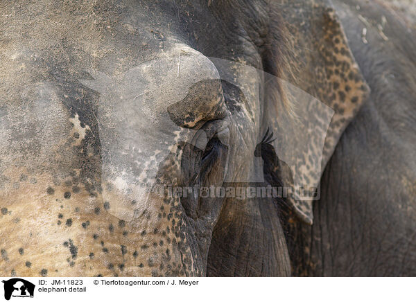 Elefant Detail / elephant detail / JM-11823