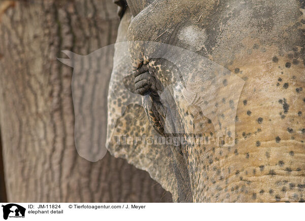 Elefant Detail / elephant detail / JM-11824