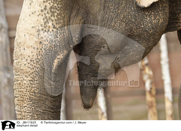 elephant detail / JM-11825