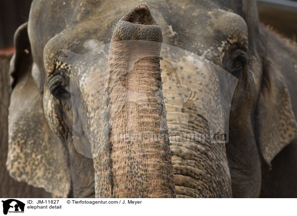 Elefant Detail / elephant detail / JM-11827