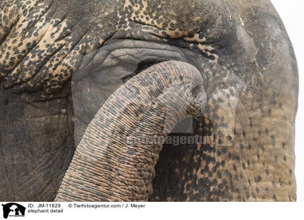 Elefant Detail / elephant detail / JM-11829