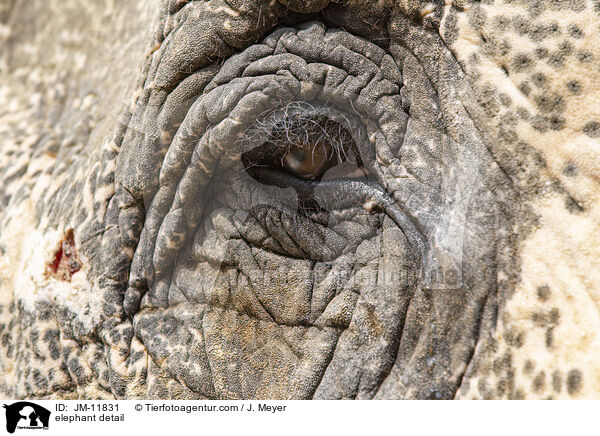 Elefant Detail / elephant detail / JM-11831